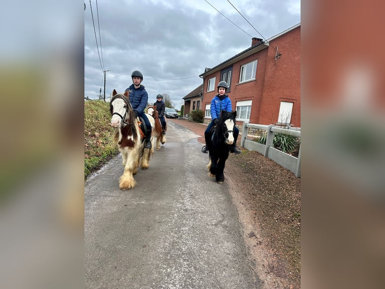 Tinker Stute 11 Jahre 125 cm Rappe in Bogaarden