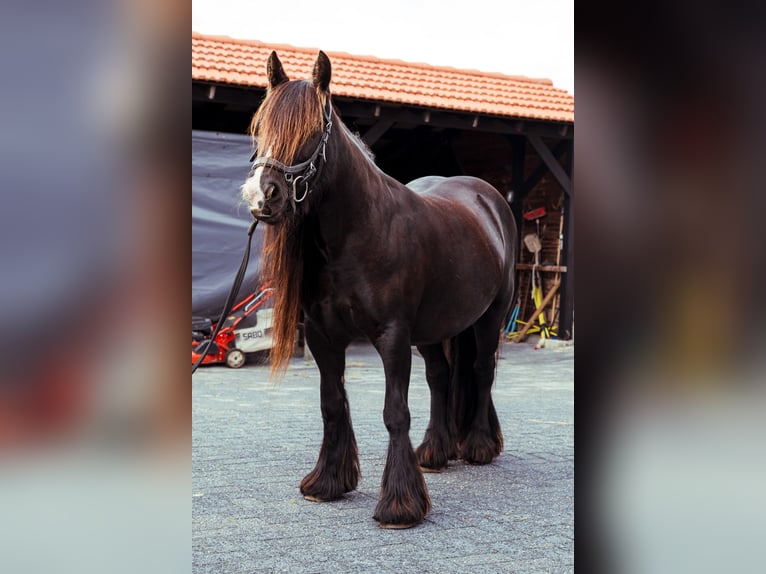 Tinker Stute 11 Jahre 130 cm Dunkelbrauner in Onstwedde