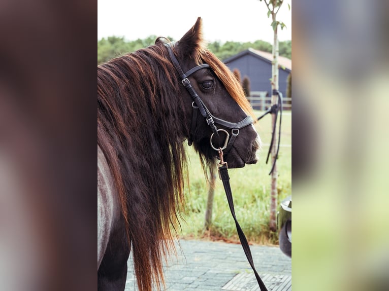 Tinker Stute 11 Jahre 130 cm Dunkelbrauner in Onstwedde