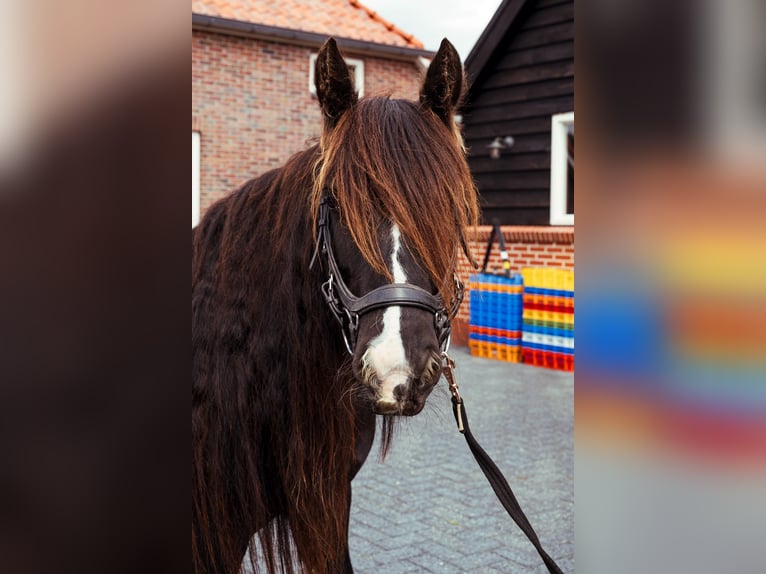 Tinker Stute 11 Jahre 130 cm Dunkelbrauner in Onstwedde