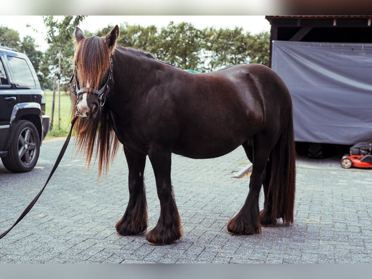 Tinker Stute 11 Jahre 130 cm Dunkelbrauner in Onstwedde