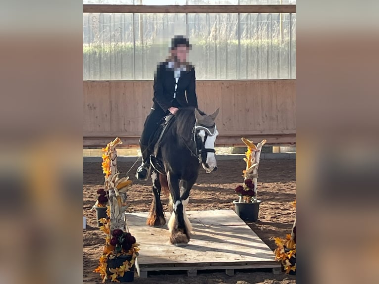 Tinker Stute 11 Jahre 130 cm in Crailsheim
