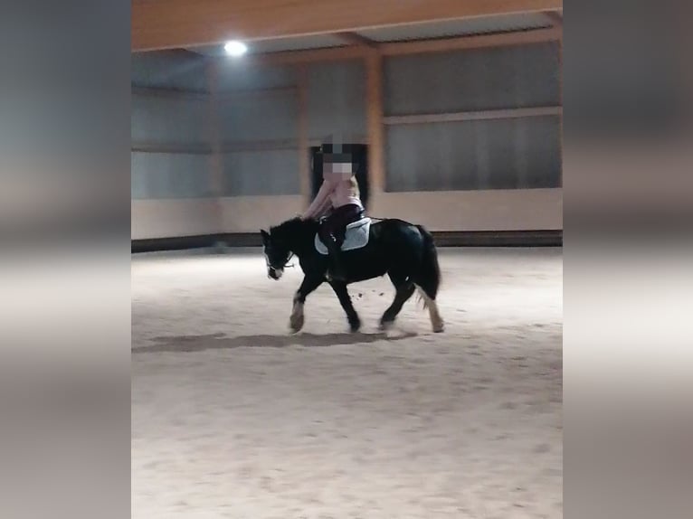 Tinker Stute 11 Jahre 130 cm in Crailsheim