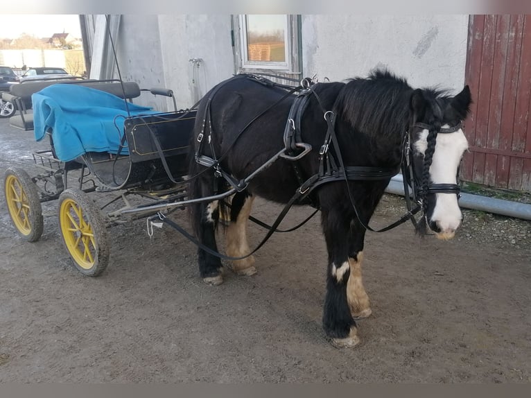 Tinker Stute 11 Jahre 130 cm in Crailsheim