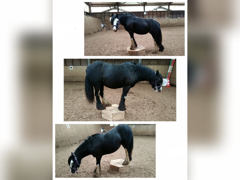 Tinker Stute 11 Jahre 130 cm in Crailsheim