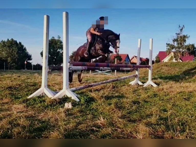 Tinker Stute 11 Jahre 130 cm in Crailsheim