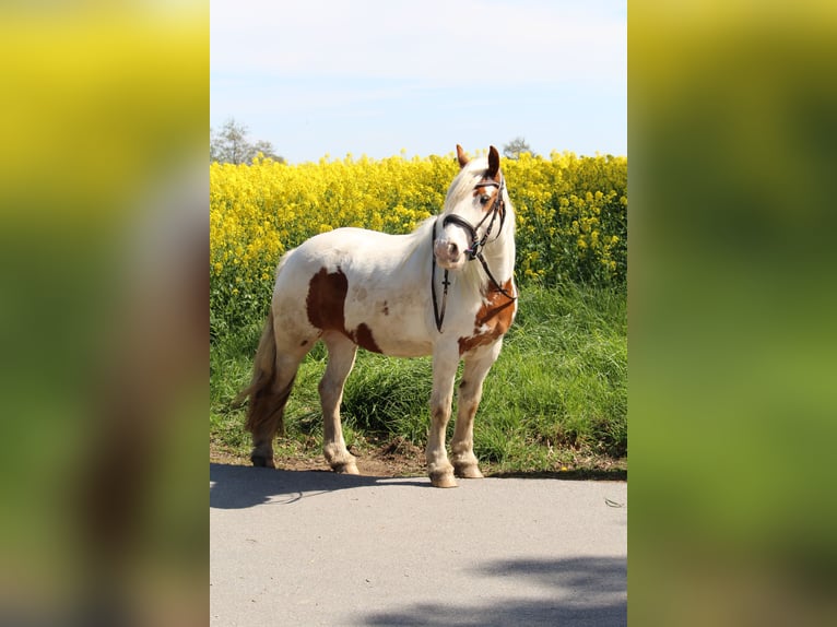 Tinker Stute 11 Jahre 132 cm in Erwitte