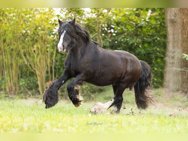 Tinker Stute 11 Jahre 135 cm Rappe in Elpersbüttel