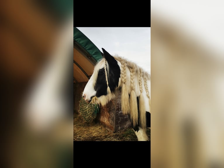 Tinker Stute 11 Jahre 135 cm Schecke in Schlüßlberg