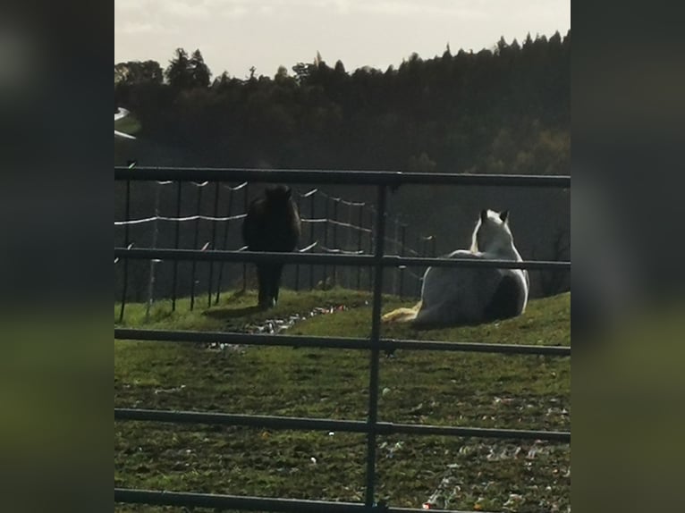 Tinker Stute 11 Jahre 135 cm Schecke in Schlüßlberg