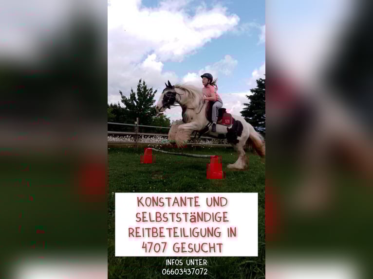 Tinker Stute 11 Jahre 135 cm Schecke in Schlüßlberg