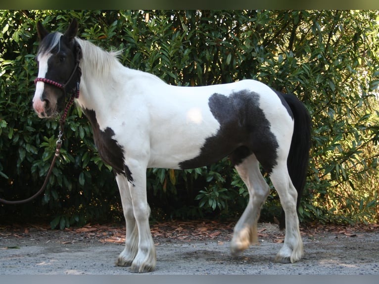 Tinker Stute 11 Jahre 136 cm Schecke in Lathen