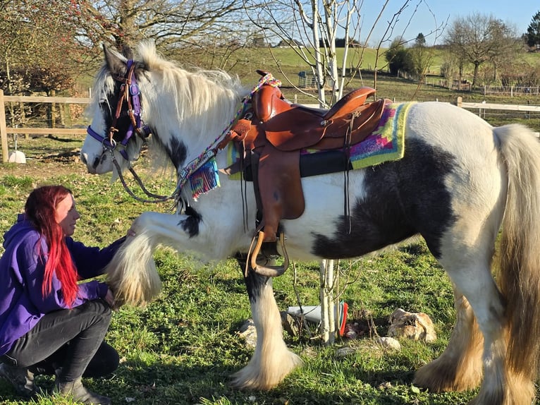Tinker Stute 11 Jahre 140 cm Schecke in Linkenbach