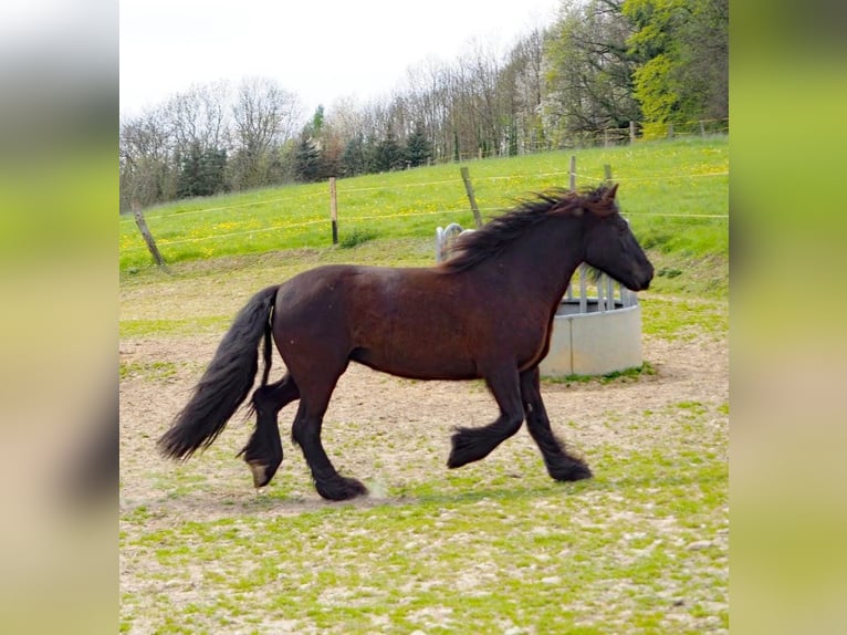 Tinker Stute 11 Jahre 140 cm Schwarzbrauner in Oerlinghausen