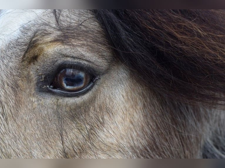 Tinker Stute 11 Jahre 142 cm Buckskin in Oldeholtwolde