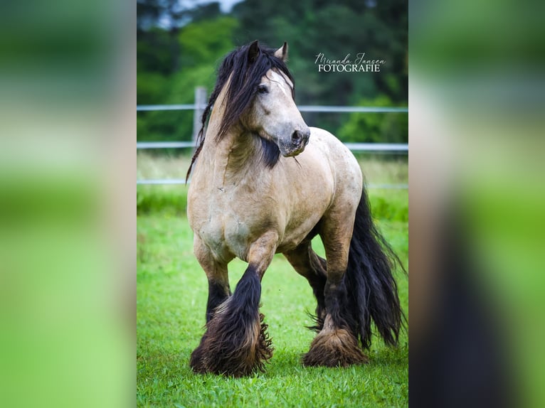 Tinker Stute 11 Jahre 142 cm Buckskin in Oldeholtwolde