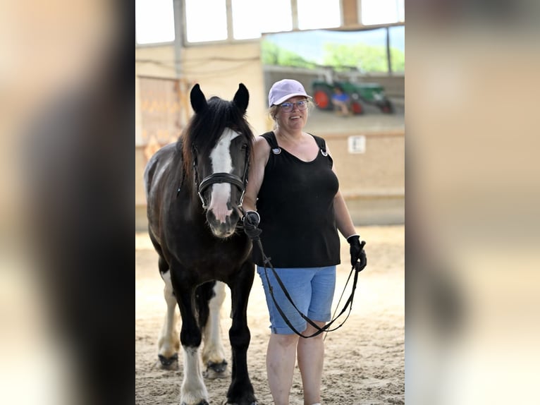 Tinker Stute 11 Jahre 143 cm Schecke in Rheinfelden