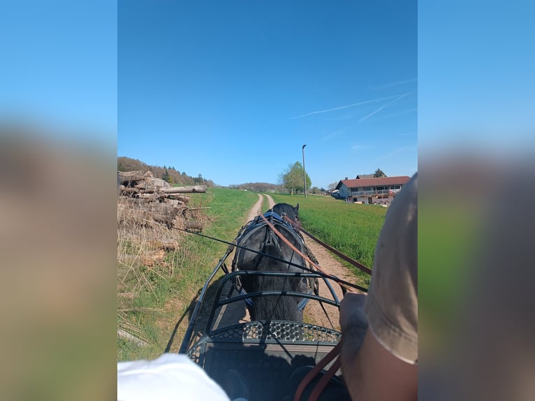 Tinker Stute 11 Jahre 143 cm Schecke in Rheinfelden