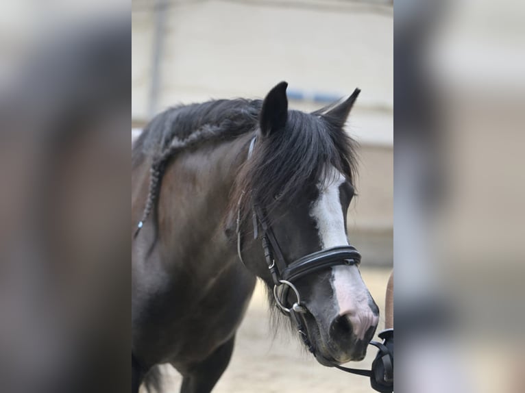 Tinker Stute 11 Jahre 143 cm Schecke in Rheinfelden