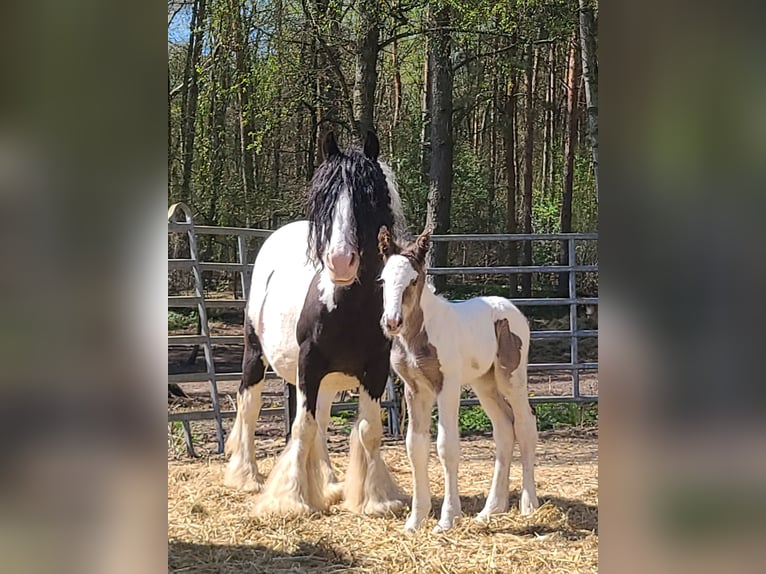 Tinker Stute 11 Jahre 143 cm Schecke in Heiligengrabe