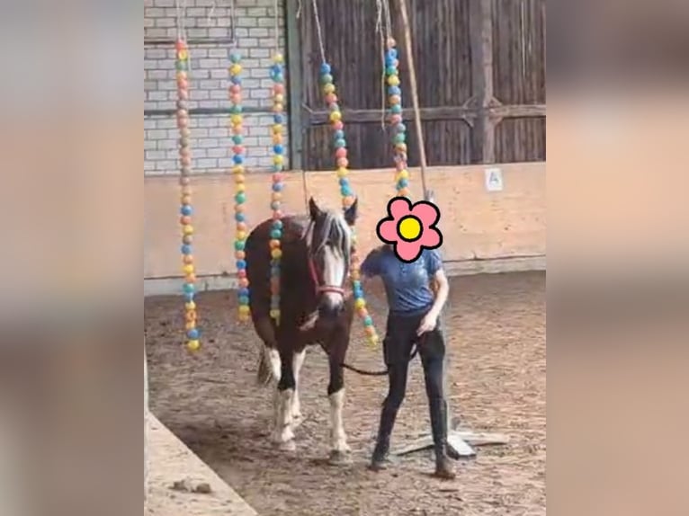 Tinker Mix Stute 11 Jahre 145 cm Tobiano-alle-Farben in Biedesheim
