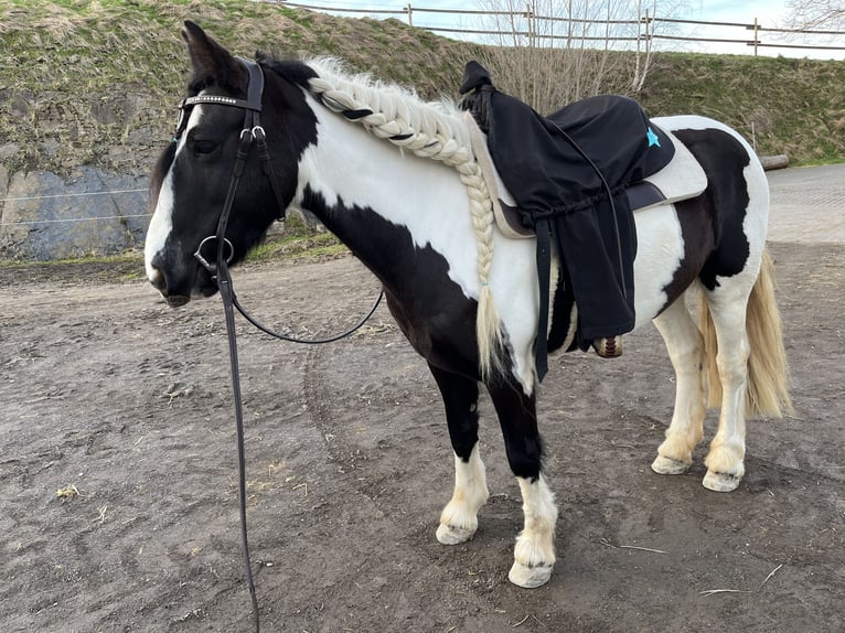 Tinker Mix Stute 11 Jahre 147 cm Schecke in Essen