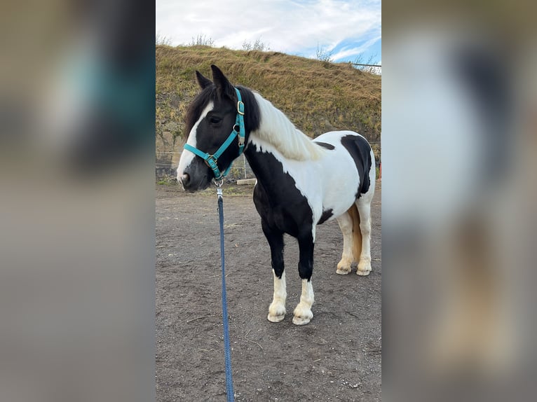 Tinker Mix Stute 11 Jahre 147 cm Schecke in Essen