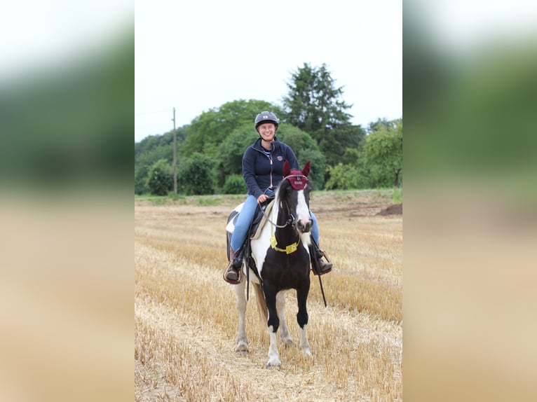 Tinker Mix Stute 11 Jahre 147 cm Schecke in Essen