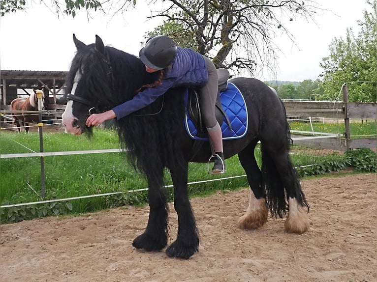 Tinker Mix Stute 11 Jahre 148 cm Rappe in Kirchensittenbach