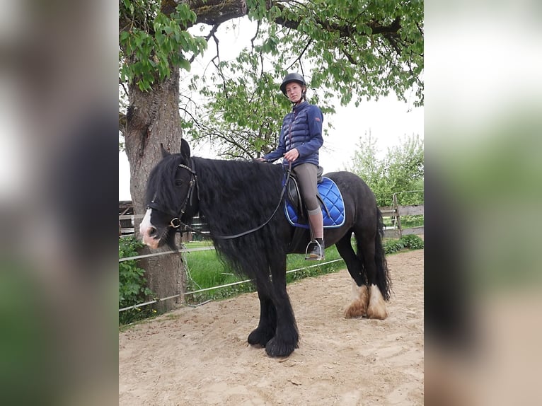 Tinker Mix Stute 11 Jahre 148 cm Rappe in Kirchensittenbach