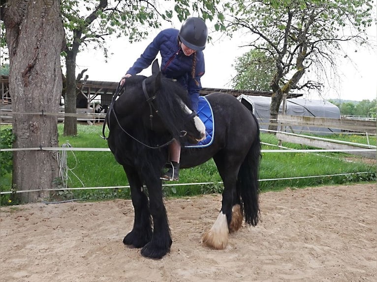 Tinker Mix Stute 11 Jahre 148 cm Rappe in Kirchensittenbach