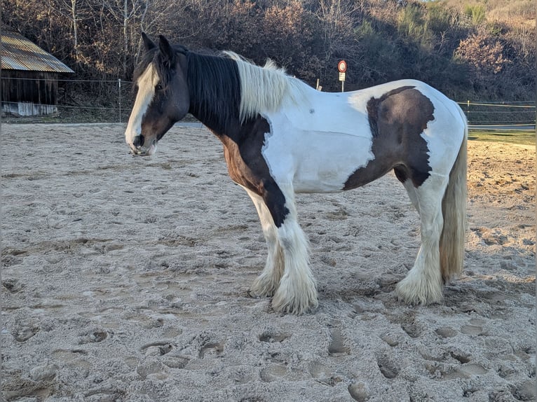 Tinker Stute 11 Jahre 148 cm Schecke in Morsbach