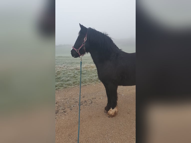 Tinker Mix Stute 11 Jahre 148 cm Schwarzbrauner in Birgel
