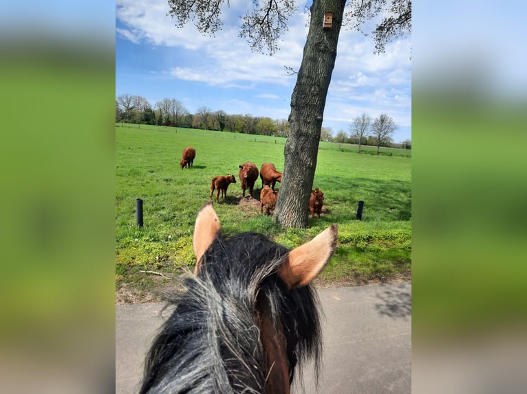 Tinker Stute 11 Jahre 152 cm Champagne in Nordhorn