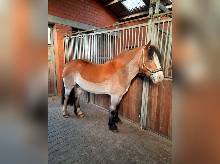 Tinker Stute 11 Jahre 152 cm Champagne in Nordhorn