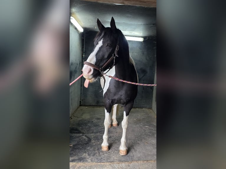 Tinker Mix Stute 11 Jahre 160 cm Schecke in Sprang-Capelle