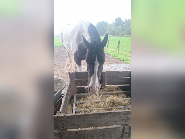 Tinker Mix Stute 11 Jahre 160 cm Schecke in Sprang-Capelle