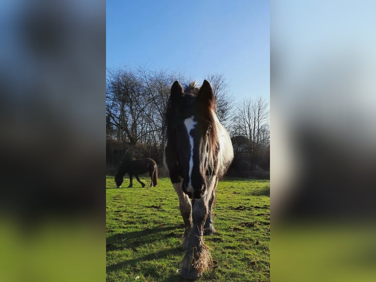 Tinker Stute 11 Jahre 165 cm Schecke in Lübeck