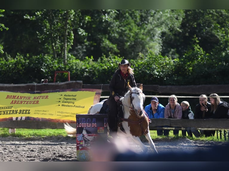Tinker Mix Stute 11 Jahre Overo-alle-Farben in Haren