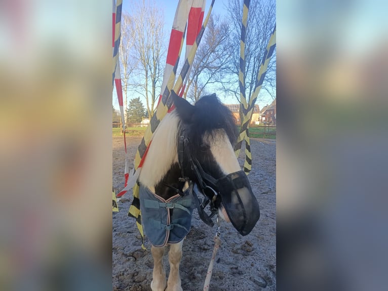 Tinker Stute 12 Jahre 125 cm Schecke in Köln/Chorweiler