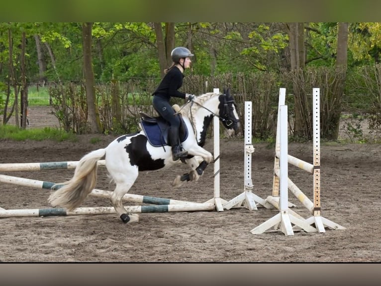 Tinker Stute 12 Jahre 125 cm Schecke in Köln/Chorweiler