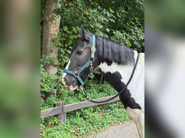 Tinker Stute 12 Jahre 132 cm Schecke in K&#xF6;ln