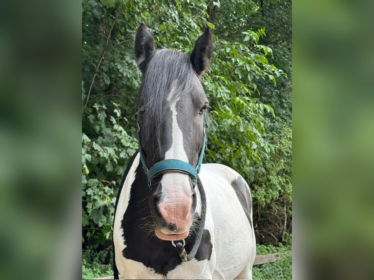 Tinker Stute 12 Jahre 132 cm Schecke in K&#xF6;ln