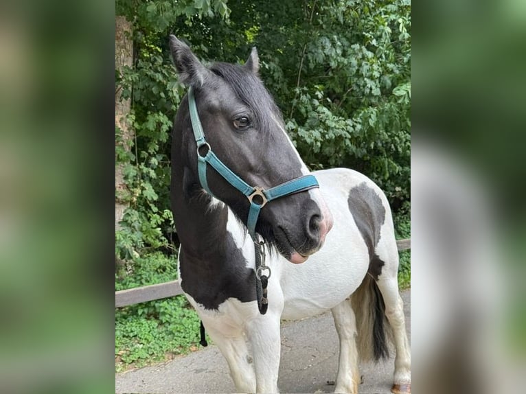 Tinker Stute 12 Jahre 132 cm Schecke in K&#xF6;ln