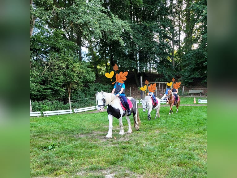 Tinker Stute 12 Jahre 135 cm Schecke in Torgelow