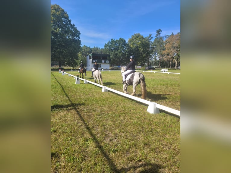 Tinker Stute 12 Jahre 135 cm Schecke in Torgelow