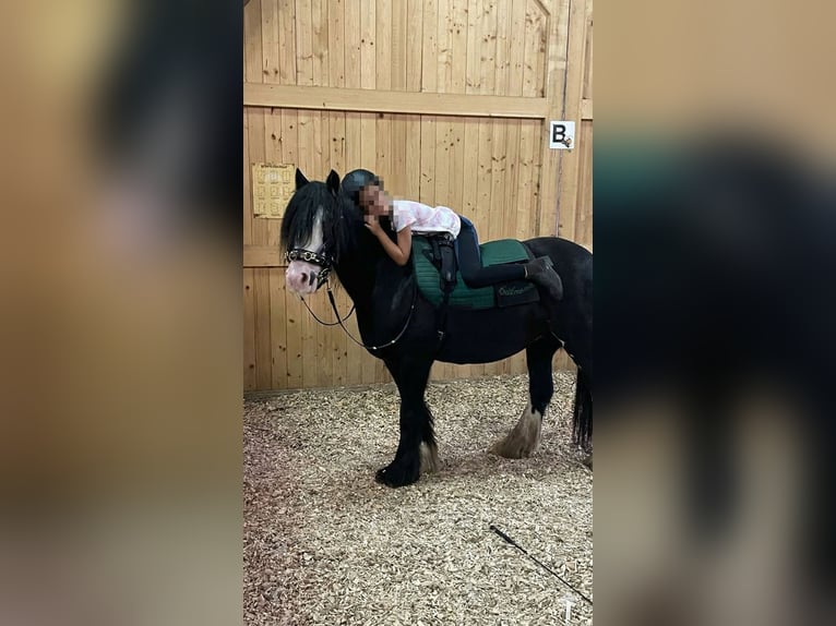 Tinker Stute 12 Jahre 136 cm Rappe in Paben