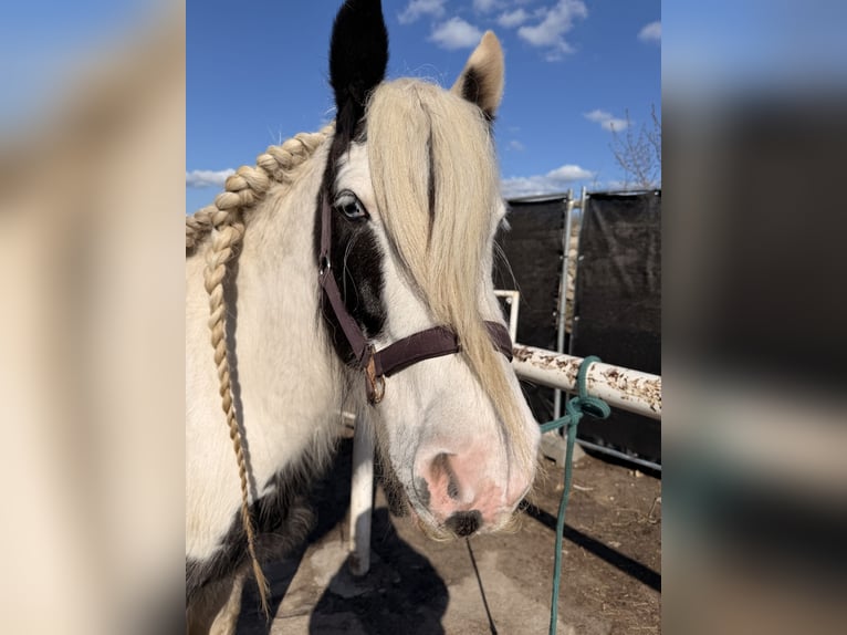 Tinker Stute 12 Jahre 137 cm  in Werneuchen