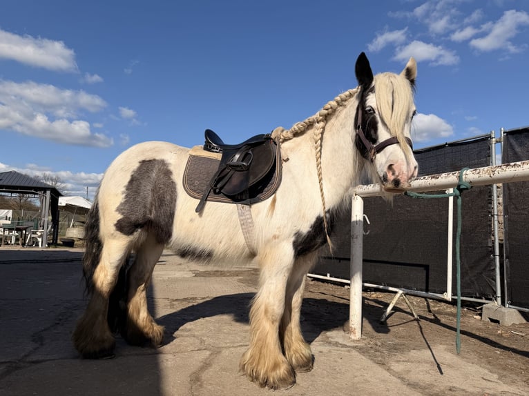 Tinker Stute 12 Jahre 137 cm  in Werneuchen