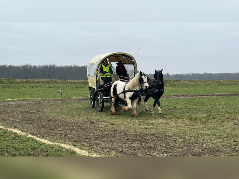 Tinker Stute 12 Jahre 137 cm  in Werneuchen
